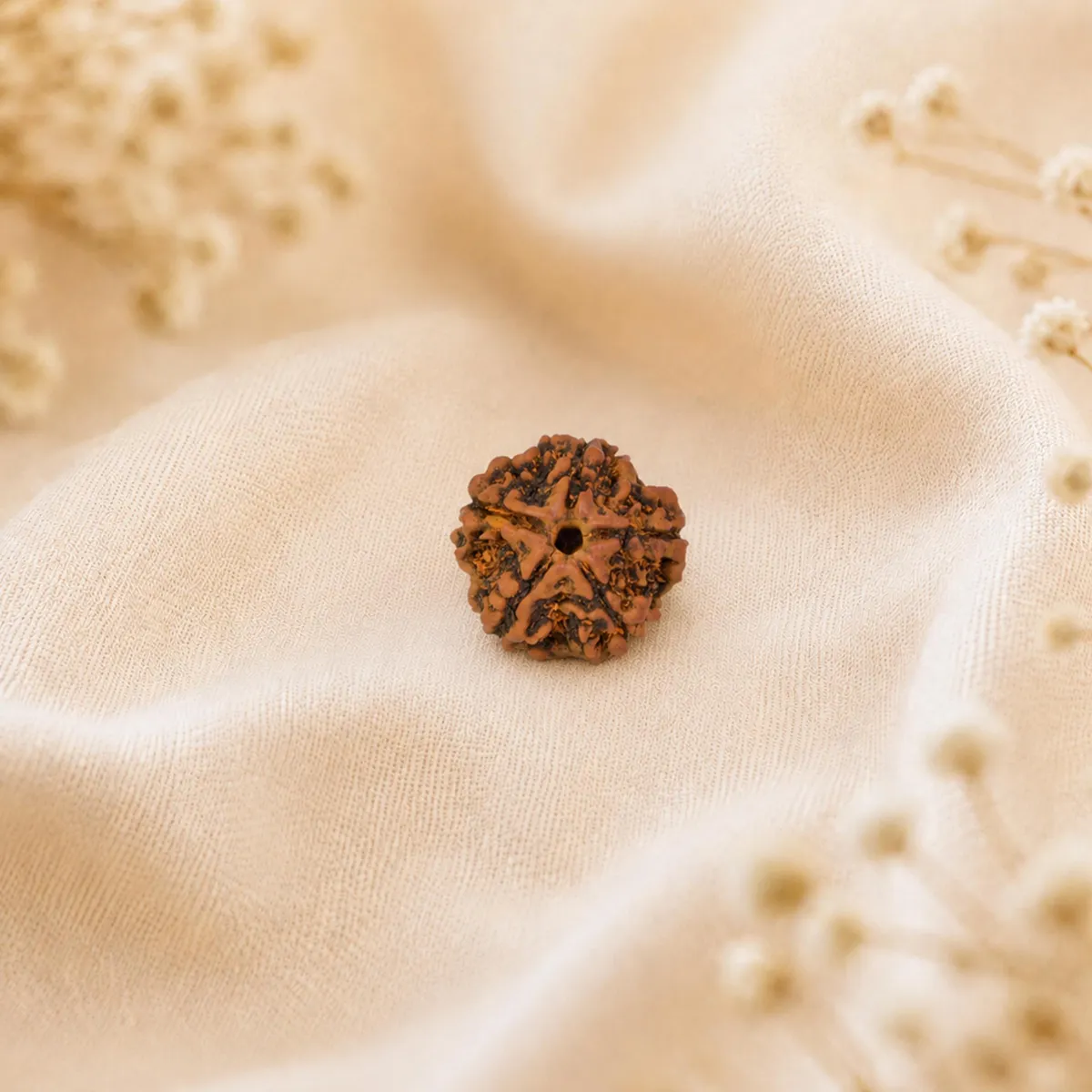 5 Mukhi Rudraksha